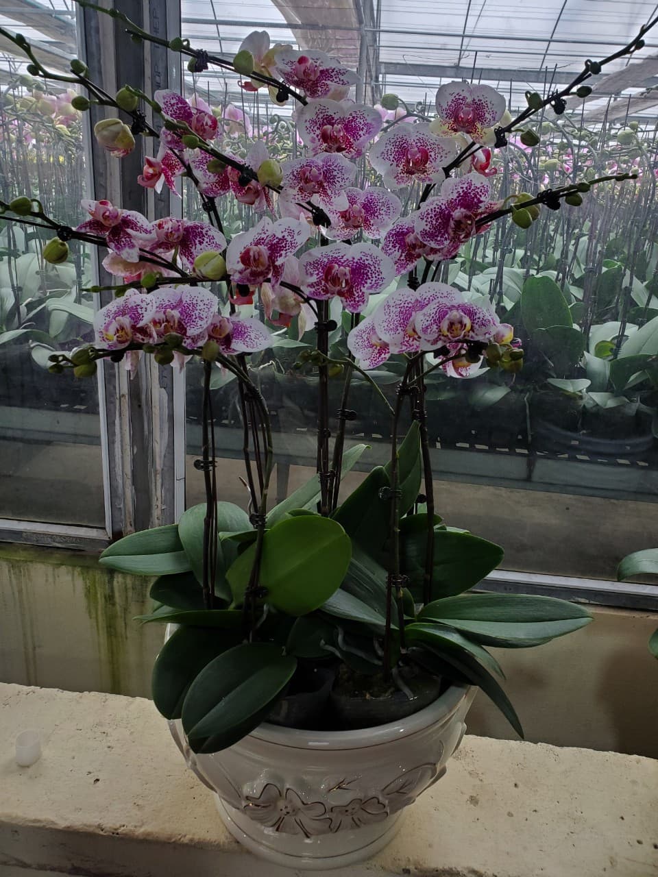 Sửa rửa mặt RUEE